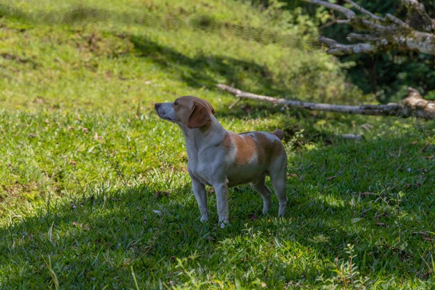 cachorro de cor branca e marrom em dia ensolarado de grama verde no verão