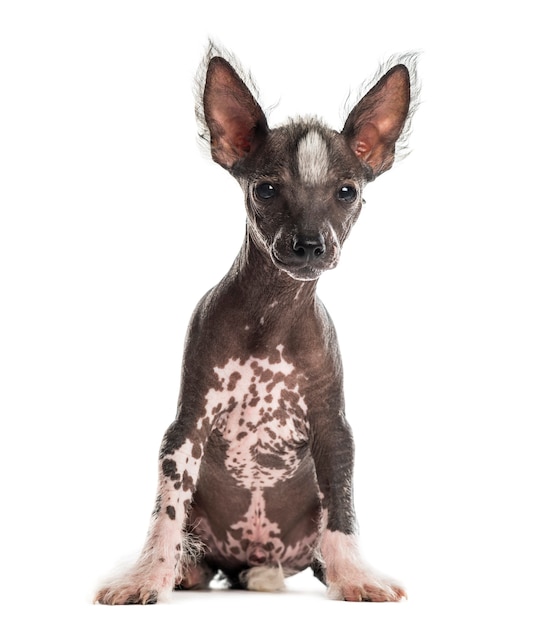 Cachorro de crista chinês sentado em frente a uma parede branca