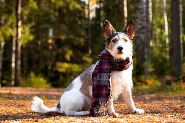 Cachorro de outono, um cachorrinho fofo com um lenço senta-se em folhas coloridas na floresta. olha os raios do sol. outono dourado romântico e satisfeito do animal de estimação, humor. copiar espaço
