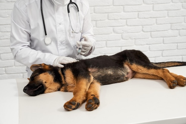 Cachorro de pastor deitado em uma mesa branca recebendo vacinação em uma clínica veterinária