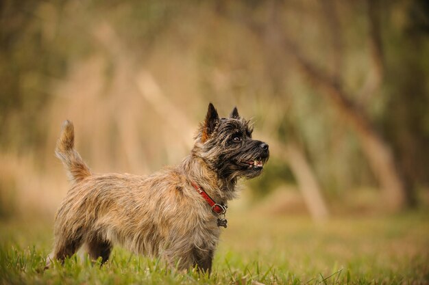 Foto cachorro de pé no campo