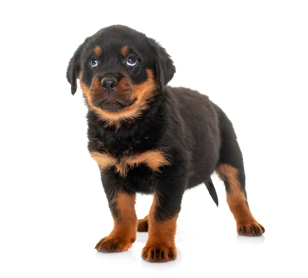 Cachorro de pé sobre fundo branco
