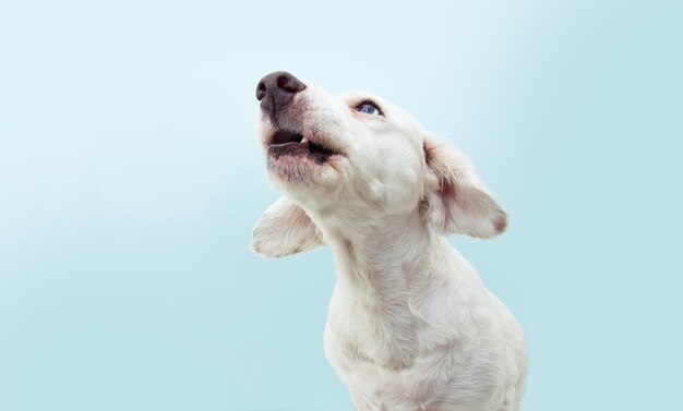 Cachorro de perfil olhando para cima.