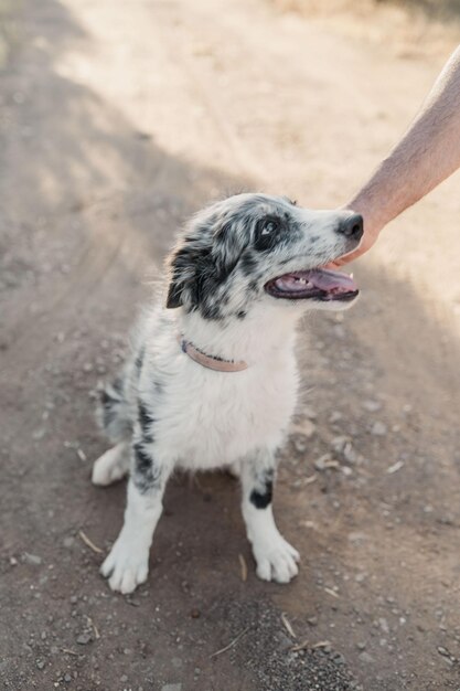 Foto cachorro de perro sonrie en el campo