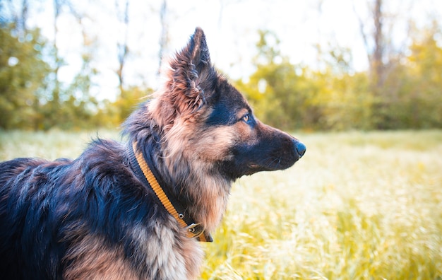 Cachorro de raça pura sentado na grama