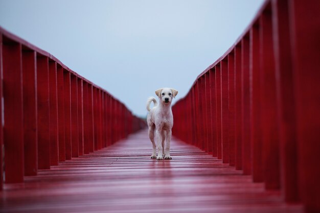 Cachorro de rua branco parado na ponte de madeira vermelha