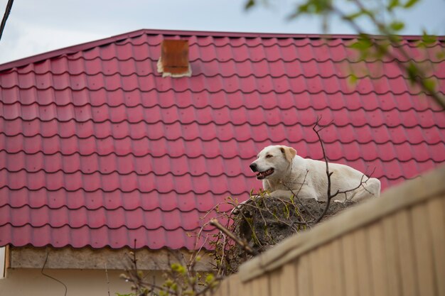 cachorro de rua branco sentado em blocos de concreto acima da cerca contra o fundo do telhado vermelho