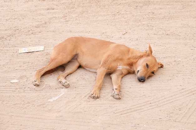 Cachorro de rua vermelho grande dorme no chão em um dia ensolarado