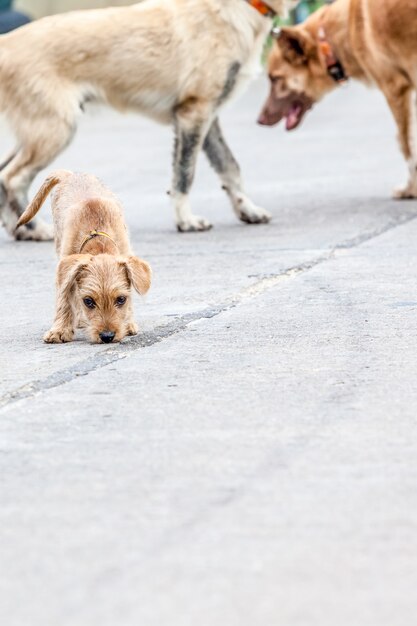 Cachorro de rua