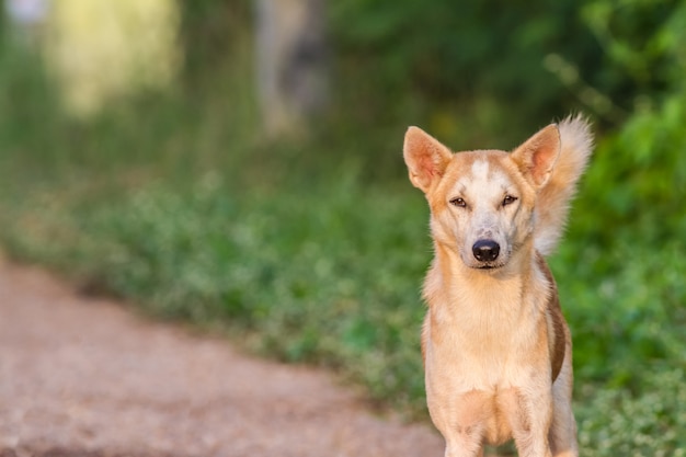 Cachorro de rua