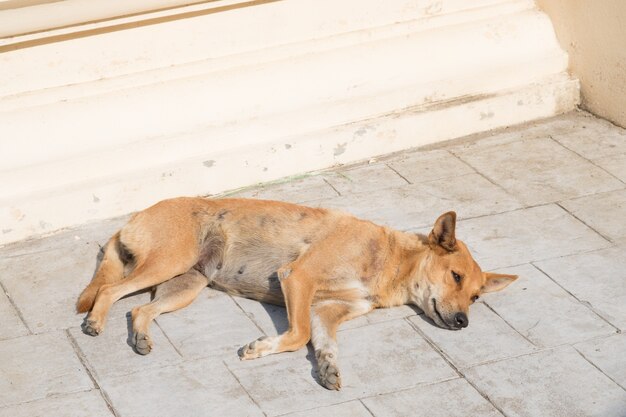 cachorro de rua