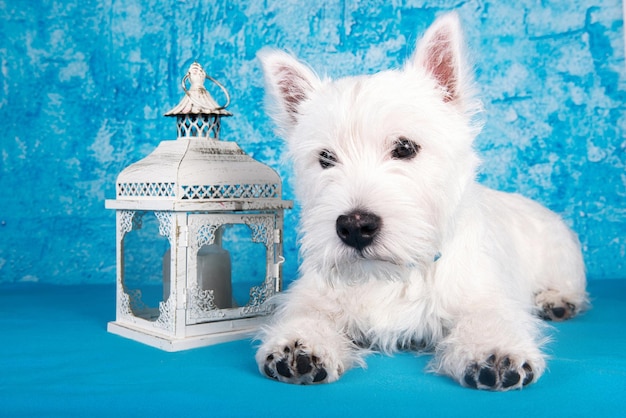 Foto cachorro de terrier branco de west highland com candelabro de lanterna em fundo azul