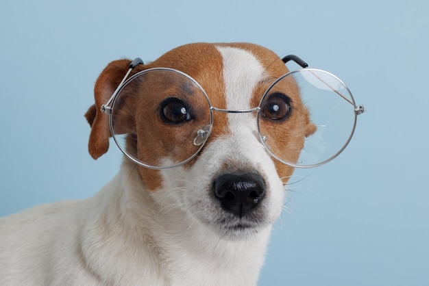 Foto cachorro de volta à escola de óculos estilo nerd legal
