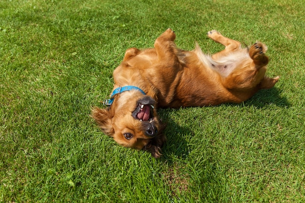 Cachorro deitado de costas na grama verde, cachorro spaniel misturado spaniel