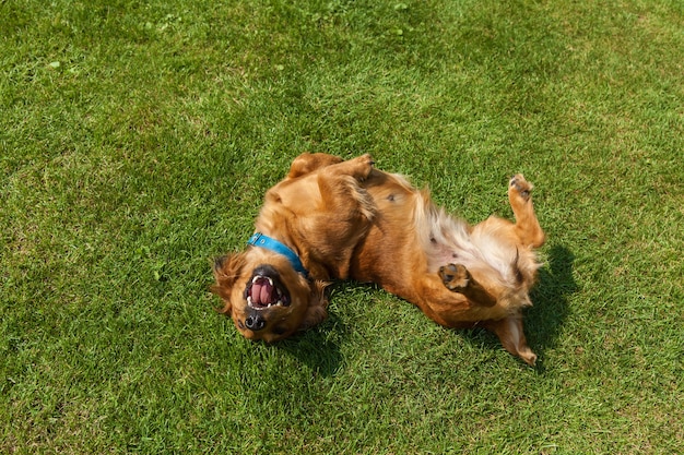 Cachorro deitado de costas na grama verde, cachorro spaniel misturado spaniel