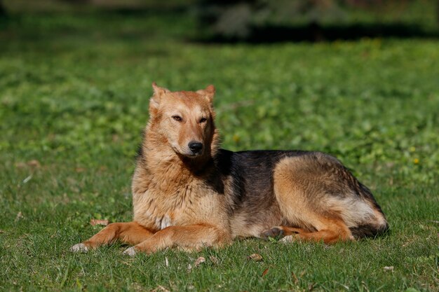 Cachorro deitado na grama. Cão de rua. Um animal sem parentesco. Amigo do ser humano. Um cão solitário. Um cão sem pedigree