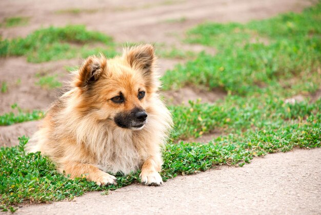 Cachorro deitado na grama verde