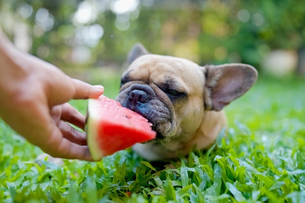 Cachorro deitado no campo comendo melancia