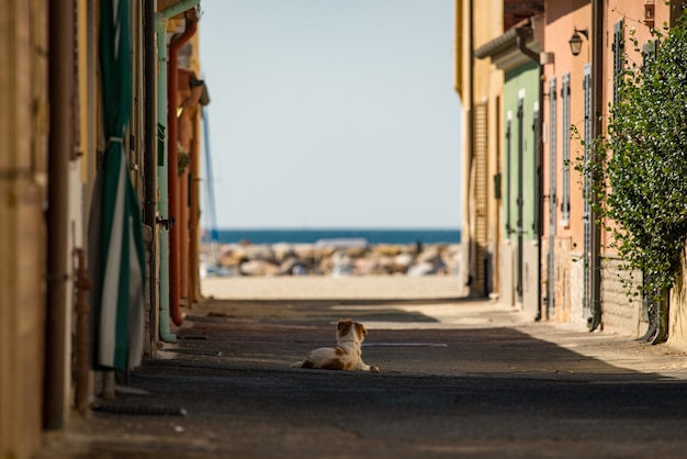 Foto cachorro deitado no meio de uma pequena rua em direção ao mar na itália