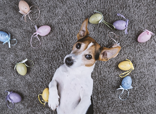 Cachorro deitado no tapete cinza com ovos de páscoa pintados