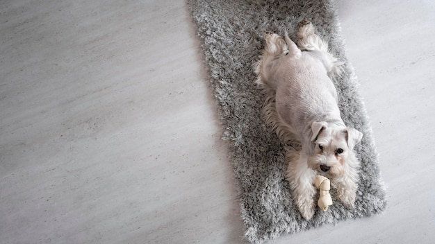 Foto cachorro deitado no tapete