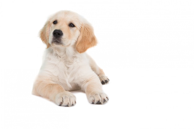 Cachorro deitado olhando para o lado em fundo branco