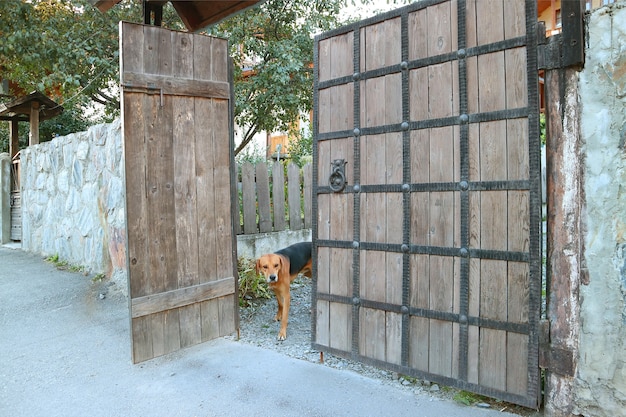 Cachorro dentro da cerca de uma casa de campo