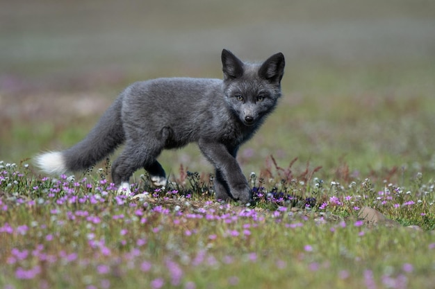 Cachorro depredador de un zorro negro en la pradera