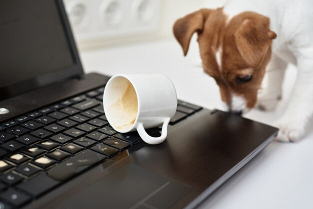 Cachorro derramando café no teclado do laptop