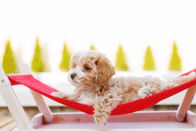 Cachorro descansando en una hamaca Amada mascota en el ambiente natural de una hermosa casa