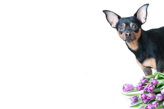 Cachorro divertido en una bufanda en colores aislados en blanco Tema de la tarjeta de felicitación de primavera verano espacio para texto mocap