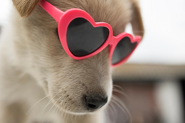 Cachorro divertido y lindo con gafas en forma de corazón