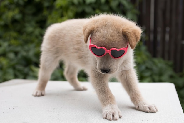 Cachorro divertido y lindo con gafas en forma de corazón