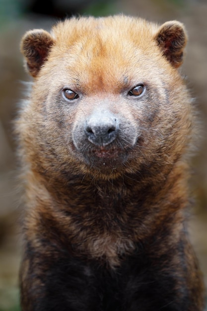 cachorro do mato