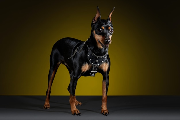 Cachorro doberman com babador posando para a sessão de fotos em estúdio com fundo amarelo