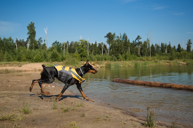 Cachorro doberman com colete salva-vidas com uma bola no lago