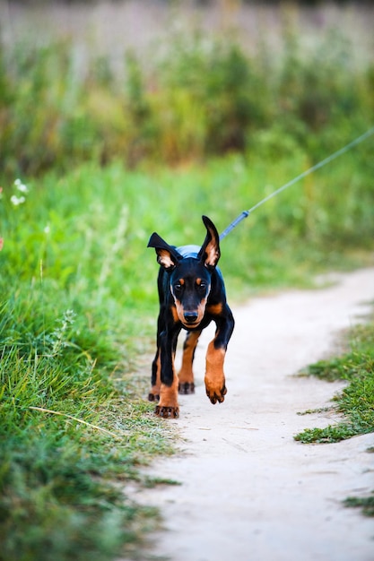 Cachorro Doberman corriendo joven