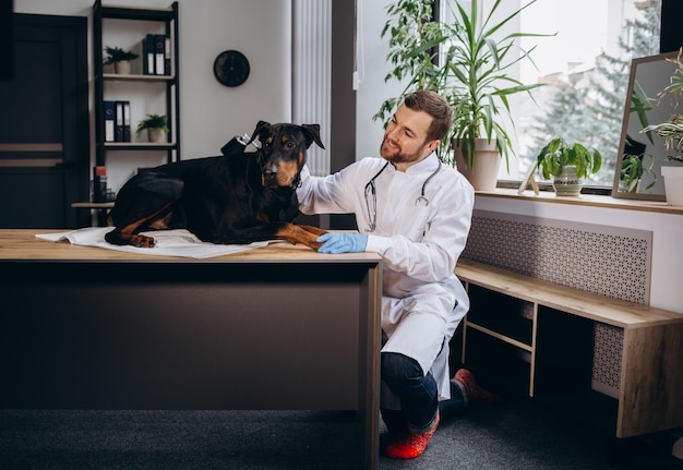 Foto cachorro doberman no veterinário