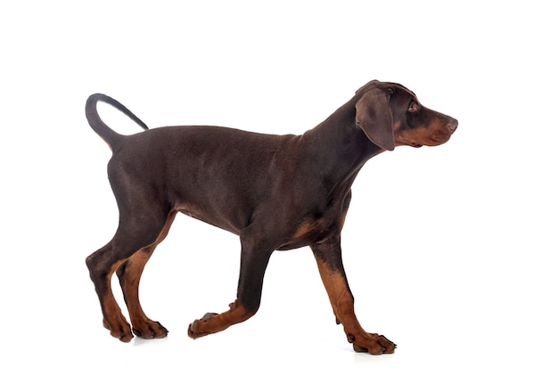 Foto cachorro doberman pinscher en estudio