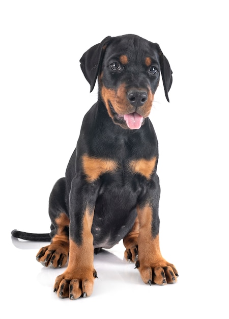 cachorro Doberman Pinscher