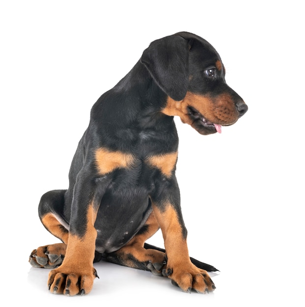 cachorro Doberman Pinscher