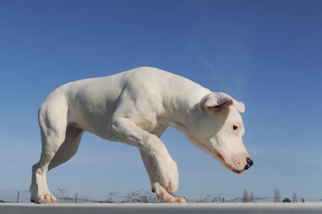 Cachorro dogo argentino