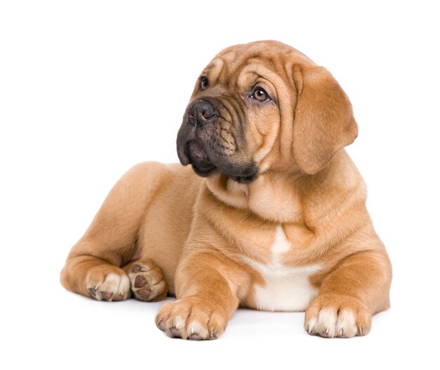 Cachorro Dogo de Burdeos con 2 meses. Retrato de perro aislado