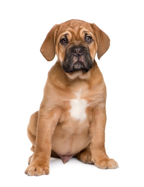 Cachorro Dogo de Burdeos con 2 meses.