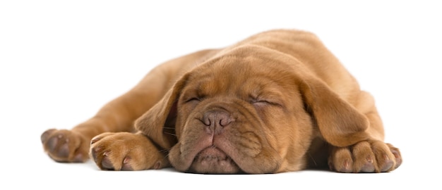 Cachorro Dogo de Burdeos acostado y durmiendo delante de una pared blanca