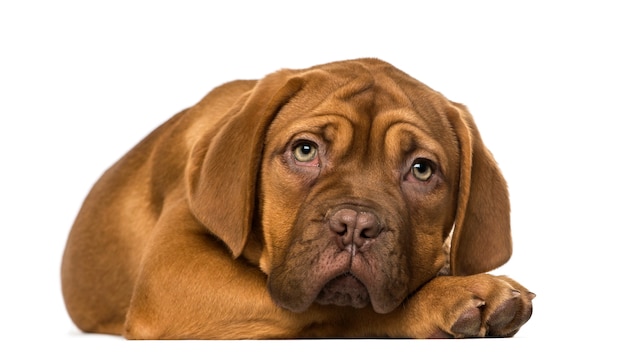 Cachorro Dogo de Burdeos delante de una pared blanca