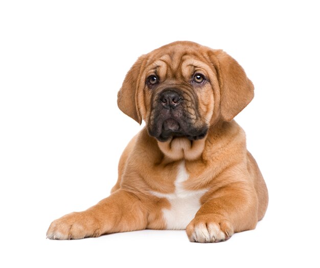 Cachorro Dogue de Bordeaux com 2 meses. Retrato de cachorro isolado