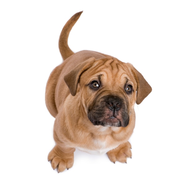 Cachorro Dogue de Bordeaux com 2 meses. Retrato de cachorro isolado