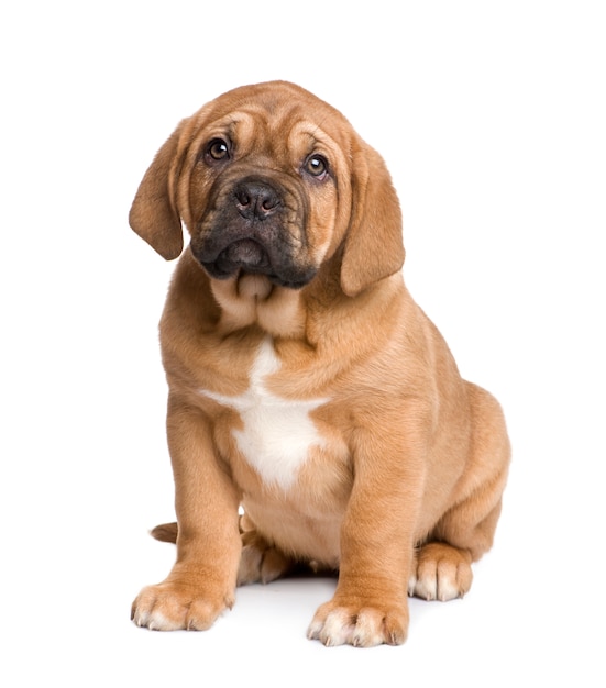 Cachorro Dogue de Bordeaux com 2 meses.