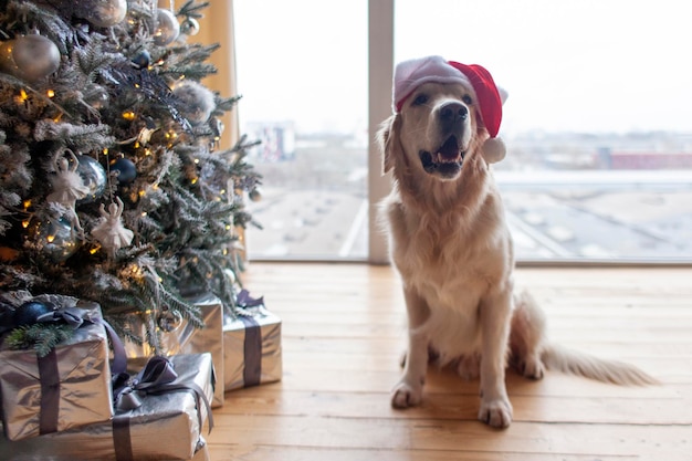 cachorro doméstico com chapéu de Papai Noel fica em casa no interior de Natal contra a árvore de ano novo